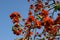 Beautiful Flamboyant tree (Royal Poinciana or Delonix regia )