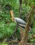 Beautiful Flamingo bird in wild sanctuary, Gir, India