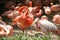 Beautiful Flamingo Birds