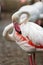 A beautiful flamingo cleaning its feathers