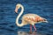 A beautiful flamingo with lots of pink feathers wades in the water in Spain.