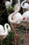 A beautiful flamingos, Flamingo is typical species for many countries