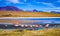 Beautiful flamingos at lagoon in Bolivia