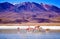 Beautiful flamingos at lagoon in Bolivia