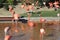 Beautiful Flamingos in the lake in San Diego zoo