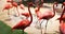 Beautiful flamingos walk on water against backdrop of green grass in park