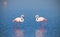 Beautiful flamingos walking around the lagoon and looking for foo