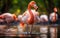 Beautiful flamingos walking in the water with grasses background. American Flamingo walking in a pond.