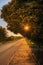 Beautiful flare on the maple tree and sunlight on the street pavement