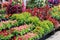 Beautiful flats and hanging planters at local nursery