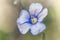 Beautiful flax flower on meadow