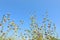 Beautiful flax plants with dry capsules against blue sky, low angle view