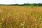 Beautiful flax plants with dry capsules in field on sunny day