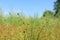 Beautiful flax plants with dry capsules in field on sunny day