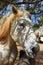 Beautiful Flea Bitten Gray Draft Horse at a Fence Rail