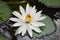 Beautiful floating white lotus attracts an insect