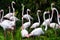 Beautiful flock of flamingos is standing and relaxing in the wild at national park, pink big bird greater flamingo. Phoenicopterus