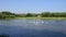 Beautiful flock of geese is swimming and grazing in the river. Bird watching from the shore. Timelapse