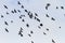 Beautiful flock rooks flying through the sky