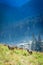 Beautiful flock of sheep grazing at dawn, Tatra Mountains