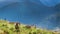 Beautiful flock of sheep grazing at dawn, Tatra Mountains