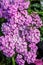 Beautiful flora wallpaper of pink Achillea, called Apple Blossom blooming