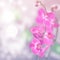 Beautiful floral abstract background, isolated orchids.
