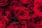 Beautiful floral background. Bunch of large vivid red roses with water drops on their petals. Top view