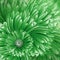 Beautiful floral background.  Green  gerbera flowers.