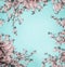 Beautiful floral background with pastel pink blossom on light turquoise, frame.