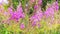 Beautiful floral background pink flowers ivan tea or cypress