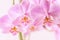 Beautiful floral background. Pink orchids Phalaenopsis close-up. Horizontal format