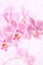 Beautiful floral background. Pink orchids Phalaenopsis close-up. Vertical format