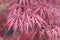 Beautiful floral background of pink red weeping Laceleaf Japanese Maple or Acer palmatum.