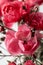 Beautiful floral background of pink roses close up. Vertical crop. Close up