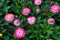 Beautiful floral background of strawflowers, Xerochrysum bracteatum captured in a flower garden