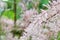 Beautiful floral background from tamarix flowers. Delicate light pink flowers. Blooming banch Tamarix tetrandra