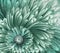 Beautiful floral background. Turquoise-green   gerbera flowers.