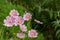 Beautiful Floral background, wallpaper, banner, many beautiful pink cosmos flowers blossom on the meadow