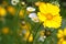 Beautiful floral background of yellow coreopsis flower