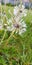 Beautiful floral botanical close up image of a flower in superb detail dandelion grass