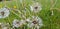 Beautiful floral botanical close up image of a flower in superb detail dandelion grass