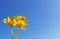 Beautiful floral botanical close up image of a flower in superb detail grass