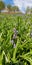 Beautiful floral botanical close up image of a flower in superb detail grass