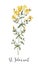 Beautiful floral clip art with watercolor hand drawn summer wild field saint john wort flower. Stock illustration.