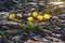Beautiful floral natural background with yellow alpine poppies close up on a background of rocks in the mountains