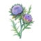 Beautiful floral painting with watercolor gentle blue blooming artichoke flowers. Stock illustration.