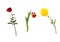 Beautiful floral set vivid red rose, bright yellow chrysanthemum, red and yellow tulip on stems with green leaves.