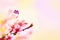 Beautiful floral spring abstract background of nature and butterfly. Branch of blossoming peach on light pink sky background. For