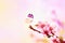 Beautiful floral spring abstract background of nature and butterfly. Branch of blossoming peach on light pink sky background. For